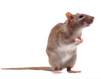 ongedierte preventie ameland